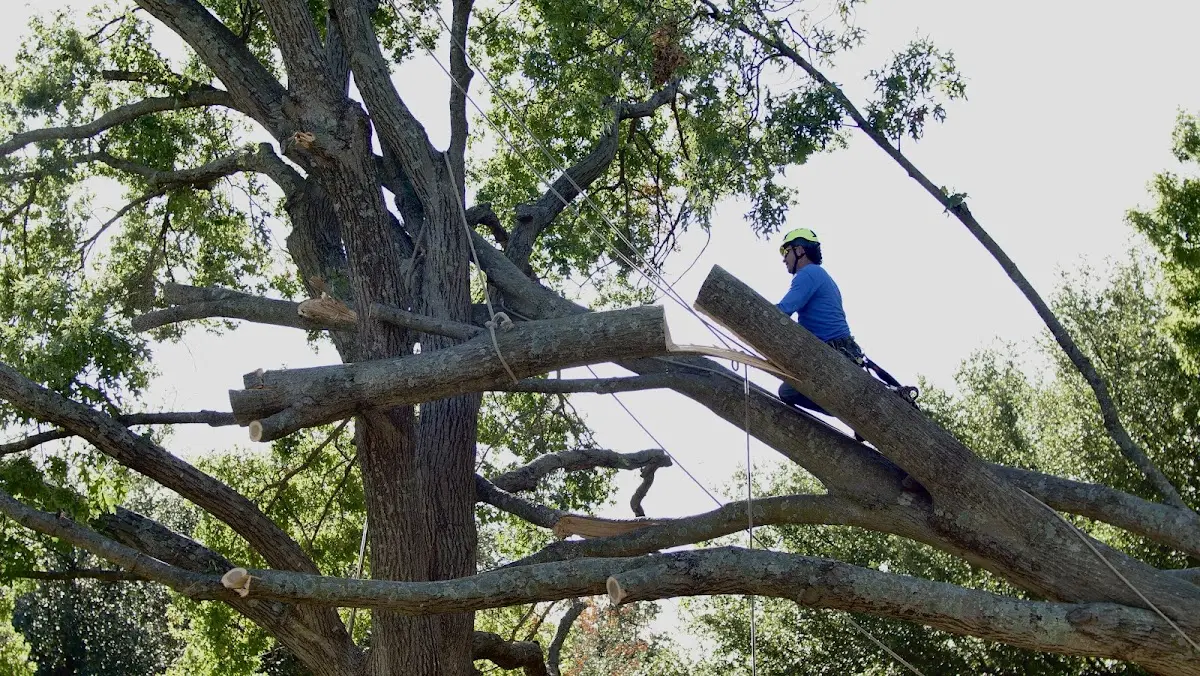 Professional Hazardous Tree Removal performed by certified arborists in Pinopolis